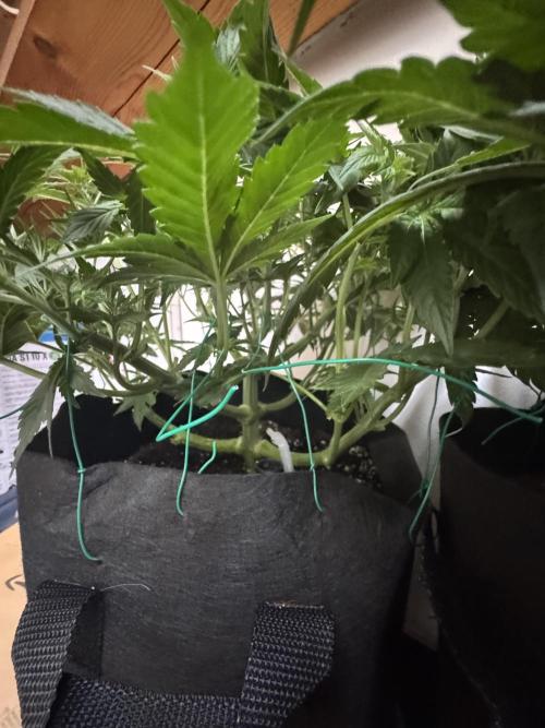 A. Brazorf. Week 5 - 38 Papaya 1 