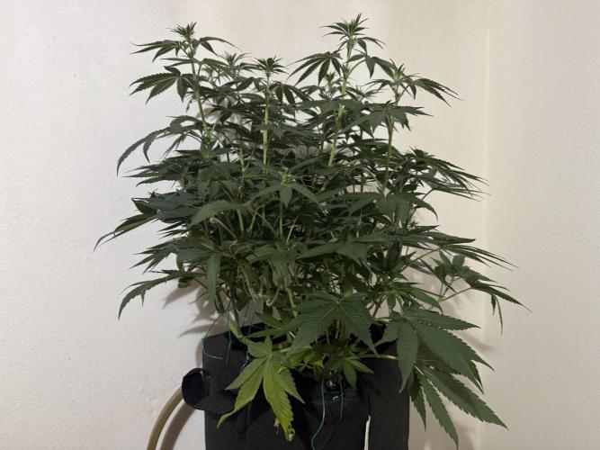 A. Brazorf. Week 6 - 49