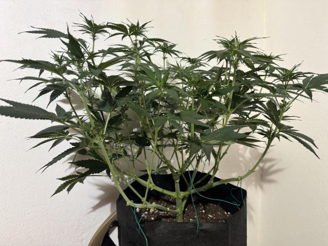 A. Brazorf. Week 6 - 49