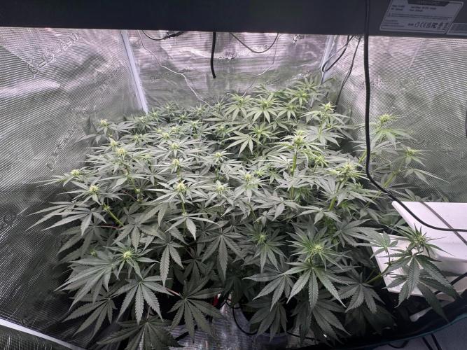 A. Brazorf. Week 7 - 52