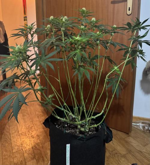 A. Brazorf. Week 7 - 54 s cheese 