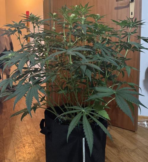 A. Brazorf. Week 7 - 54 s cheese 