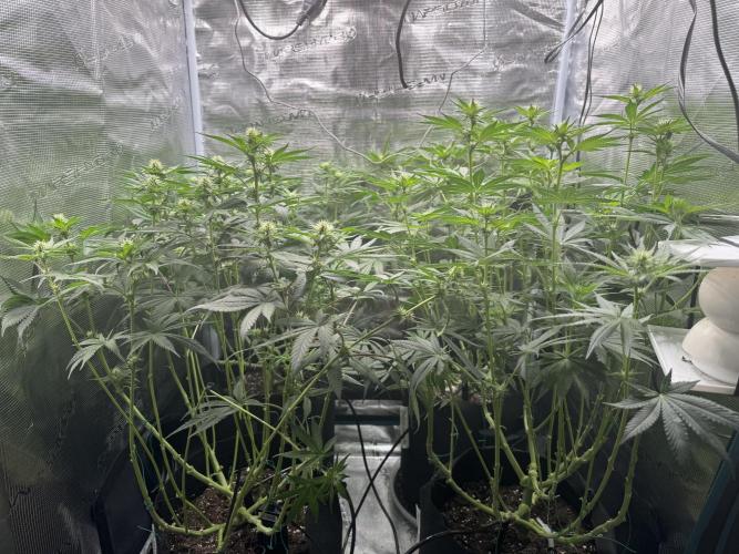 A. Brazorf. Week 7 - 54