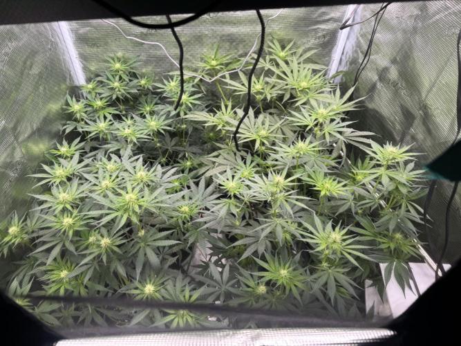 A. Brazorf. Week 7 - 54