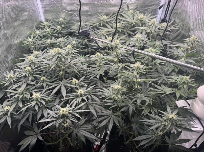 A. Brazorf. Week 8 - 59