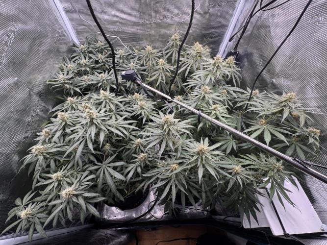 A. Brazorf. Week 9 - 70