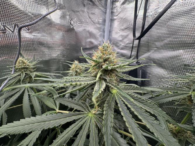 A. Brazorf. Week 9 - 70