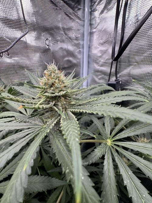 A. Brazorf. Week 10 - 72