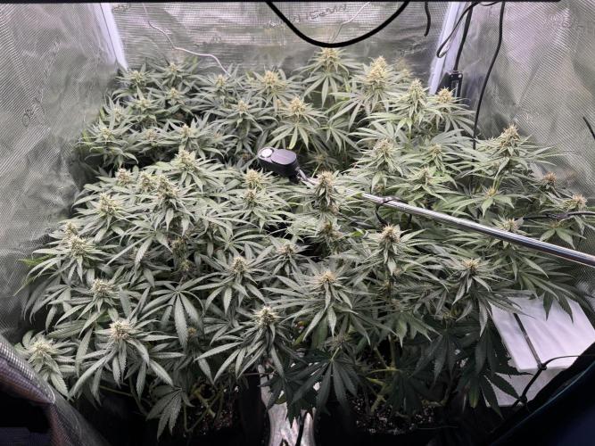 A. Brazorf. Week 10 - 75