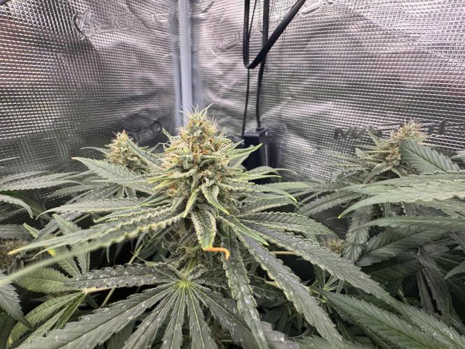 A. Brazorf. Week 10 - 75