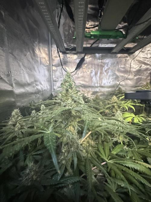 A. Brazorf. Week 11 - 80