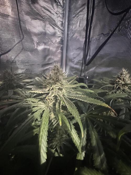 A. Brazorf. Week 11 - 80