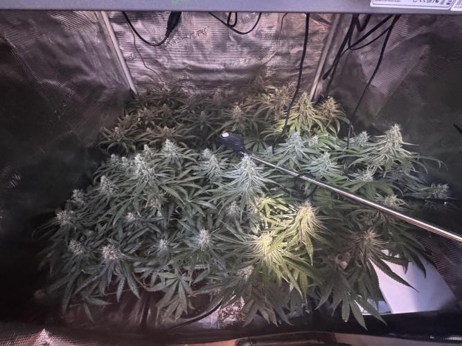 A. Brazorf. Week 11 - 80