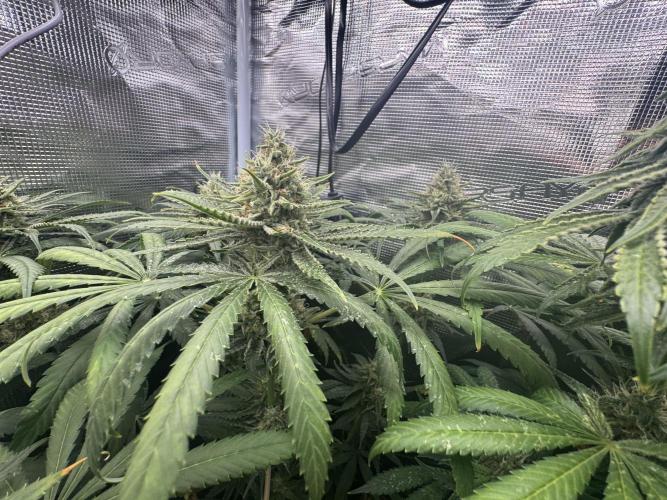 A. Brazorf. Week 11 - 80