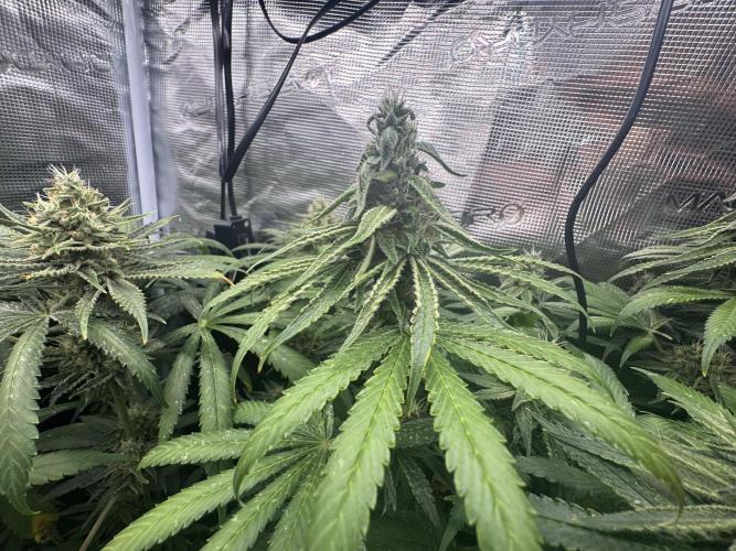 A. Brazorf. Week 11 - 80