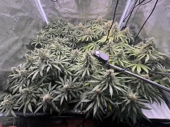 A. Brazorf. Week 12 - 90