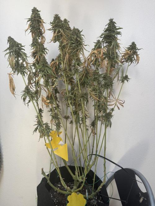 A. Brazorf. Week 15 - Papaya 1 