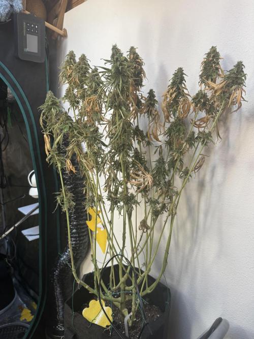 A. Brazorf. Week 15 - Papaya 1 harvest 