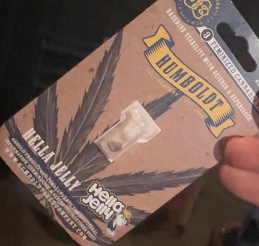 Hella Jelly and Vanilla Frosting- 4x4. Week 0 - Hella Jelly and Vanilla Frosting grown in living soil. Let’s go. 