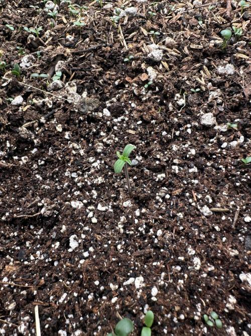 Hella Jelly and Vanilla Frosting- 4x4. Week 0