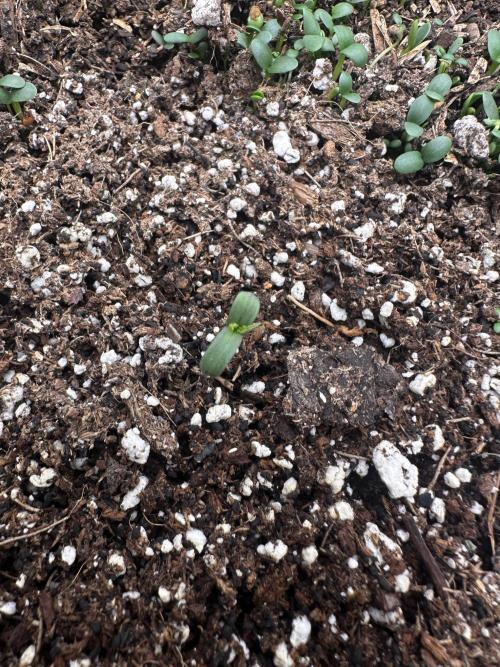 Hella Jelly and Vanilla Frosting- 4x4. Week 0