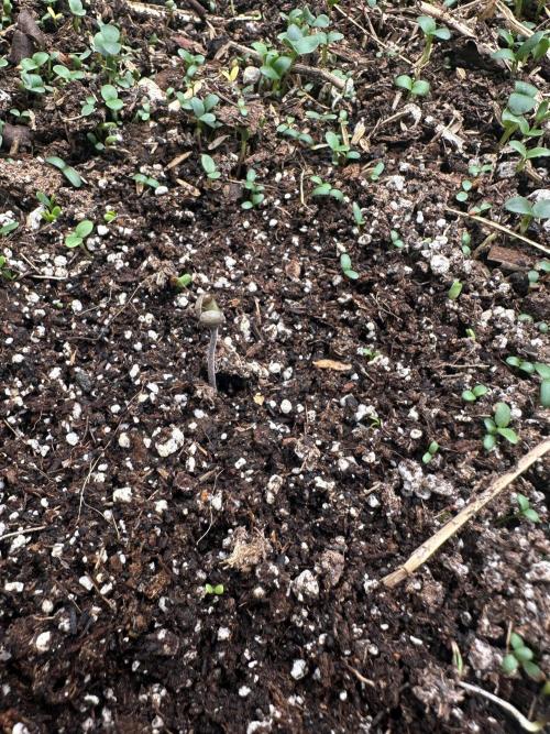 Hella Jelly and Vanilla Frosting- 4x4. Week 0