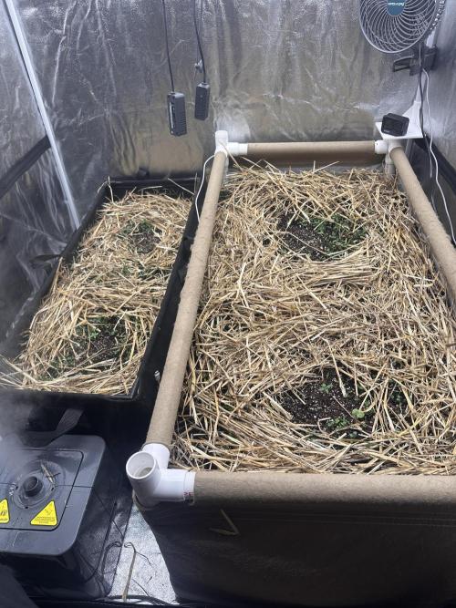 Hella Jelly and Vanilla Frosting- 4x4. Week 1 - Watered in Rootwise (1/4 tsp) and Thrive Yah-Whey Holy Cow (3 ml). 