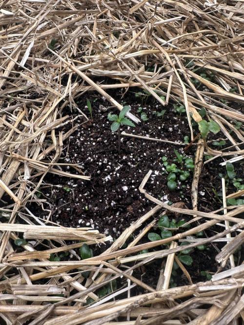 Hella Jelly and Vanilla Frosting- 4x4. Week 1 - Hella Jelly