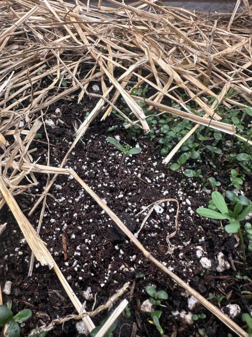 Hella Jelly and Vanilla Frosting- 4x4. Week 1 - Hella Jelly