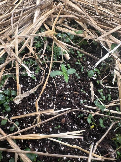 Hella Jelly and Vanilla Frosting- 4x4. Week 1 - Hella Jelly