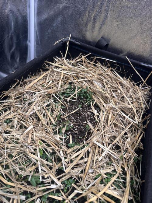 Hella Jelly and Vanilla Frosting- 4x4. Week 1 - Vanilla Frosting