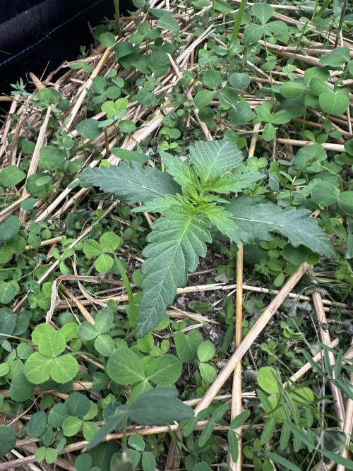 Hella Jelly and Vanilla Frosting- 4x4. Week 2 - Hella Jelly