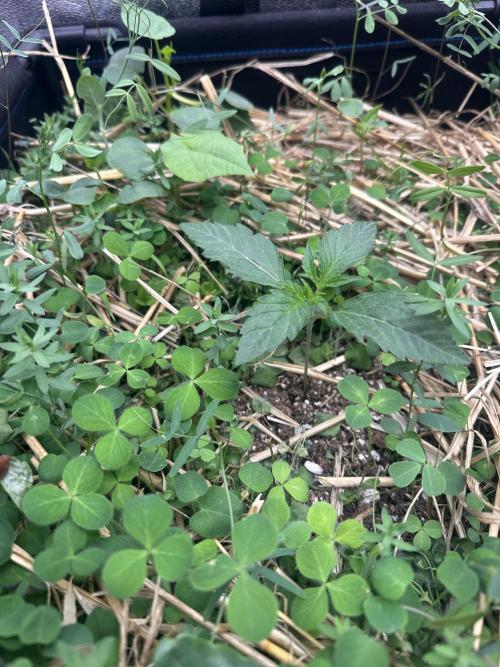 Hella Jelly and Vanilla Frosting- 4x4. Week 2 - Vanilla Frosting