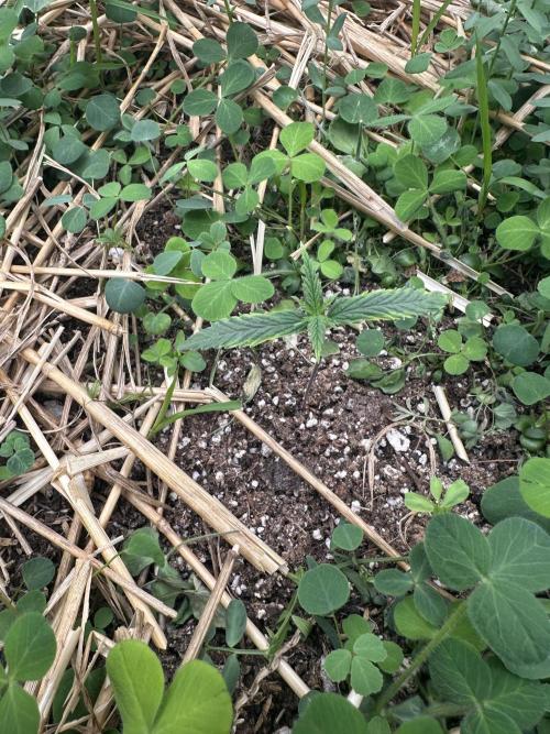 Hella Jelly and Vanilla Frosting- 4x4. Week 2 - Hella Jelly (This one appears to be a bit slower out the gate)