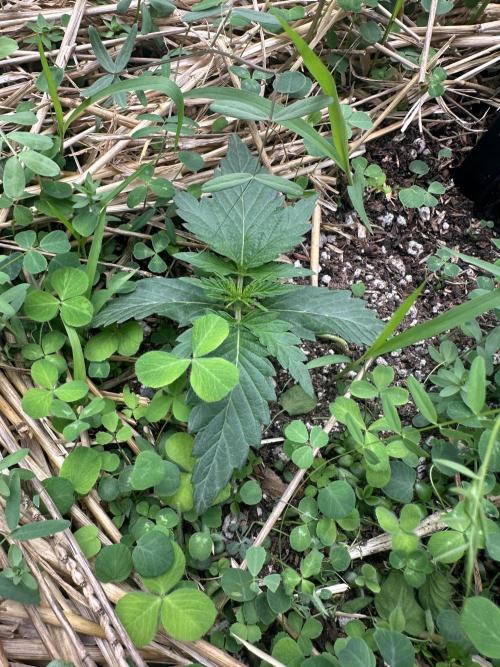 Hella Jelly and Vanilla Frosting- 4x4. Week 2 - Hella Jelly