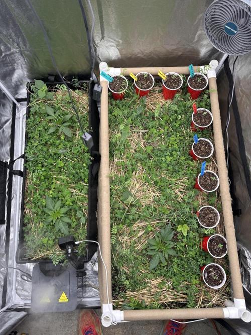 The Dessert Run. Week 0