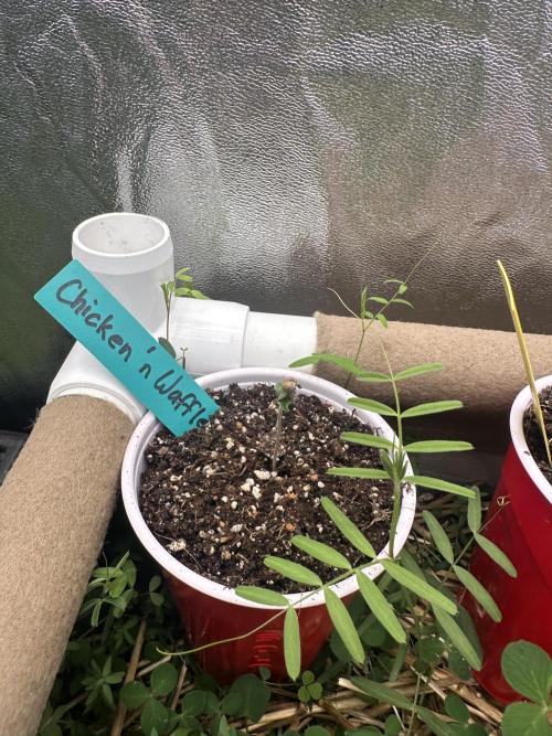 The Dessert Run. Week 0