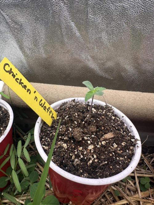 The Dessert Run. Week 0