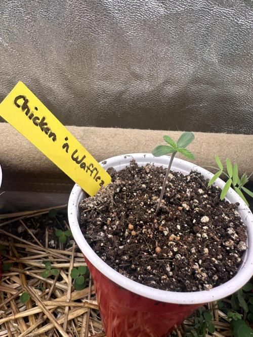 The Dessert Run. Week 0