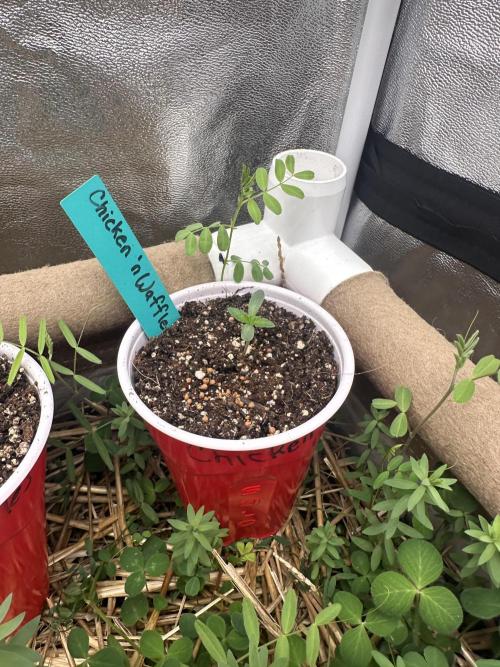 The Dessert Run. Week 0