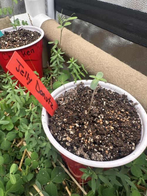 The Dessert Run. Week 0