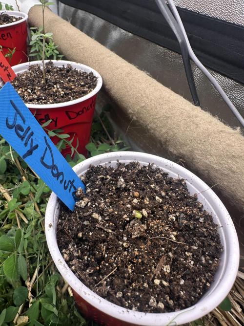 The Dessert Run. Week 0