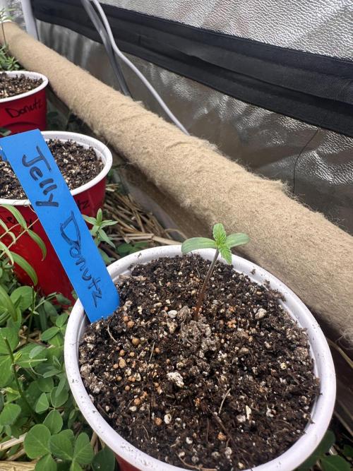 The Dessert Run. Week 0