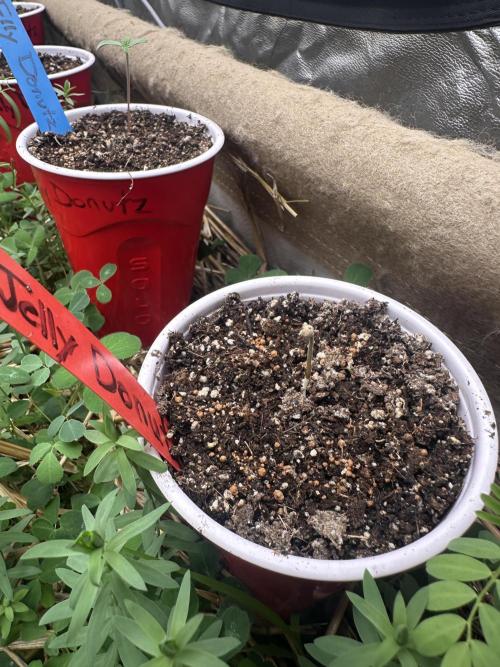 The Dessert Run. Week 0