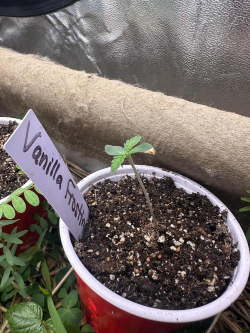 The Dessert Run. Week 0