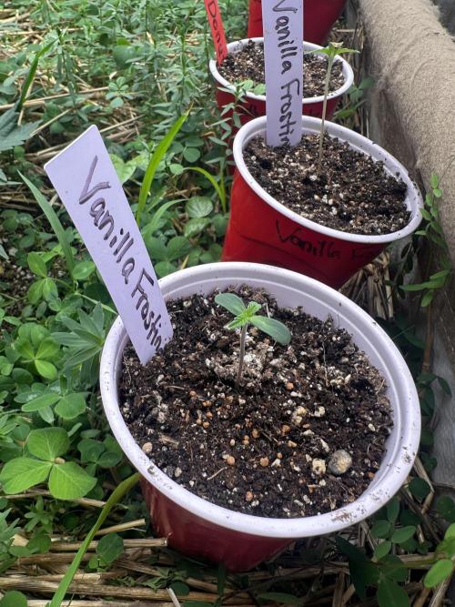 The Dessert Run. Week 0