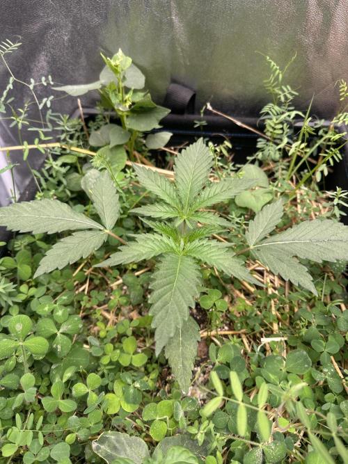 Hella Jelly and Vanilla Frosting- 4x4. Week 3