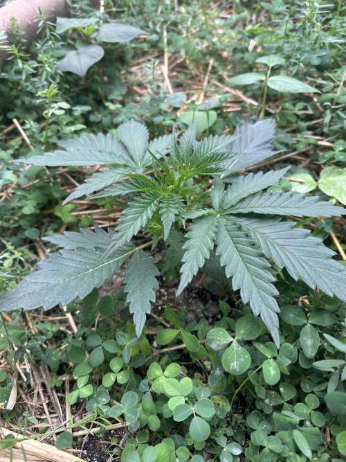 Hella Jelly and Vanilla Frosting- 4x4. Week 3