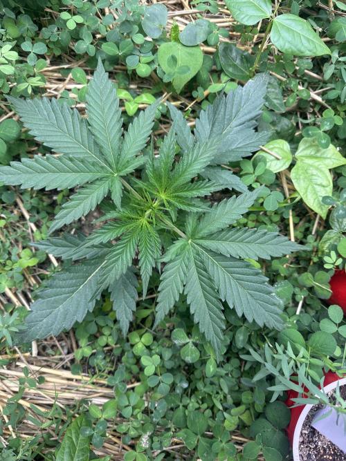 Hella Jelly and Vanilla Frosting- 4x4. Week 3