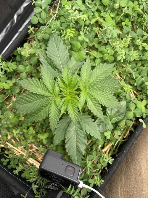 Hella Jelly and Vanilla Frosting- 4x4. Week 3